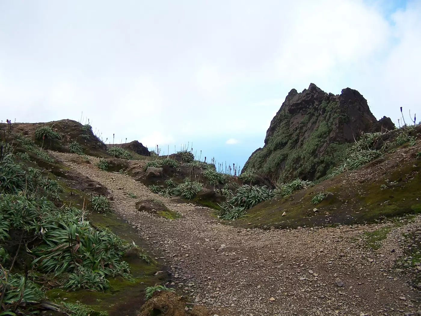 Sentier caillouteux montant sur le dôme de la Soufrière entre les mousses et les plantes d'altitude