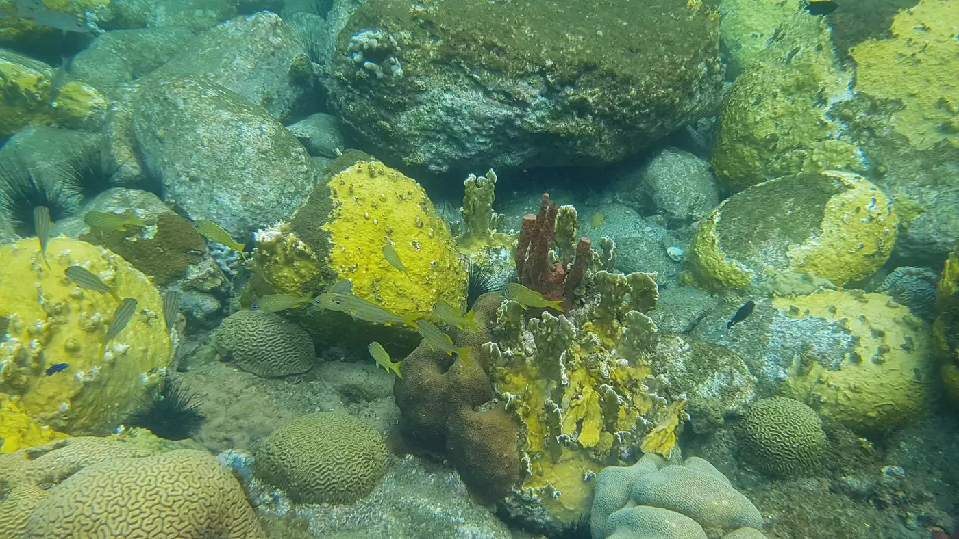 Coraux, éponges et petits poissons sur un fond rocheux de la réserve Cousteau, en Guadeloupe