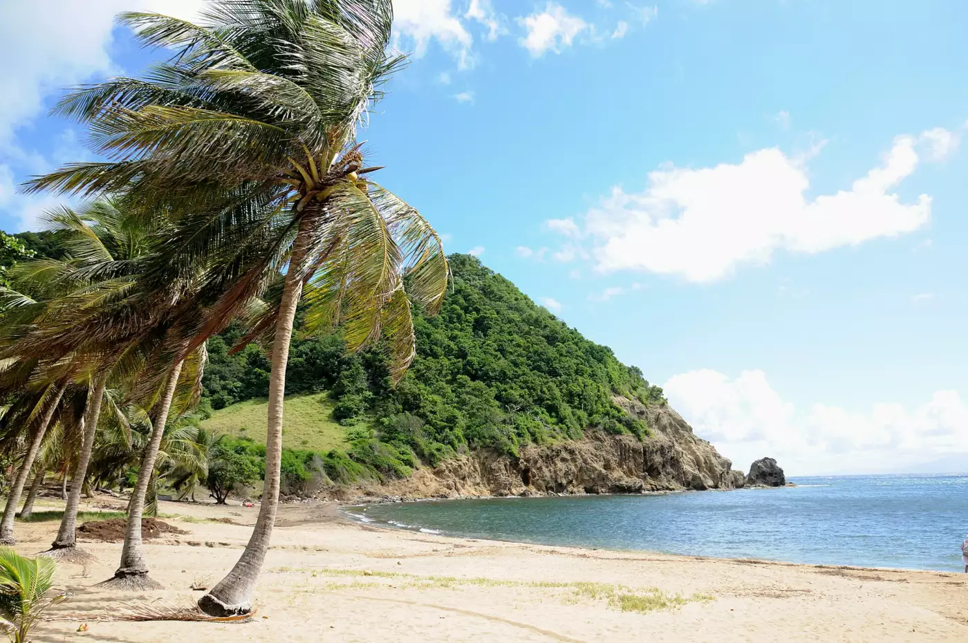 Cocotiers penchés sur le sable de la baie de Pompierre, à Terre-de-Haut, aux Saintes