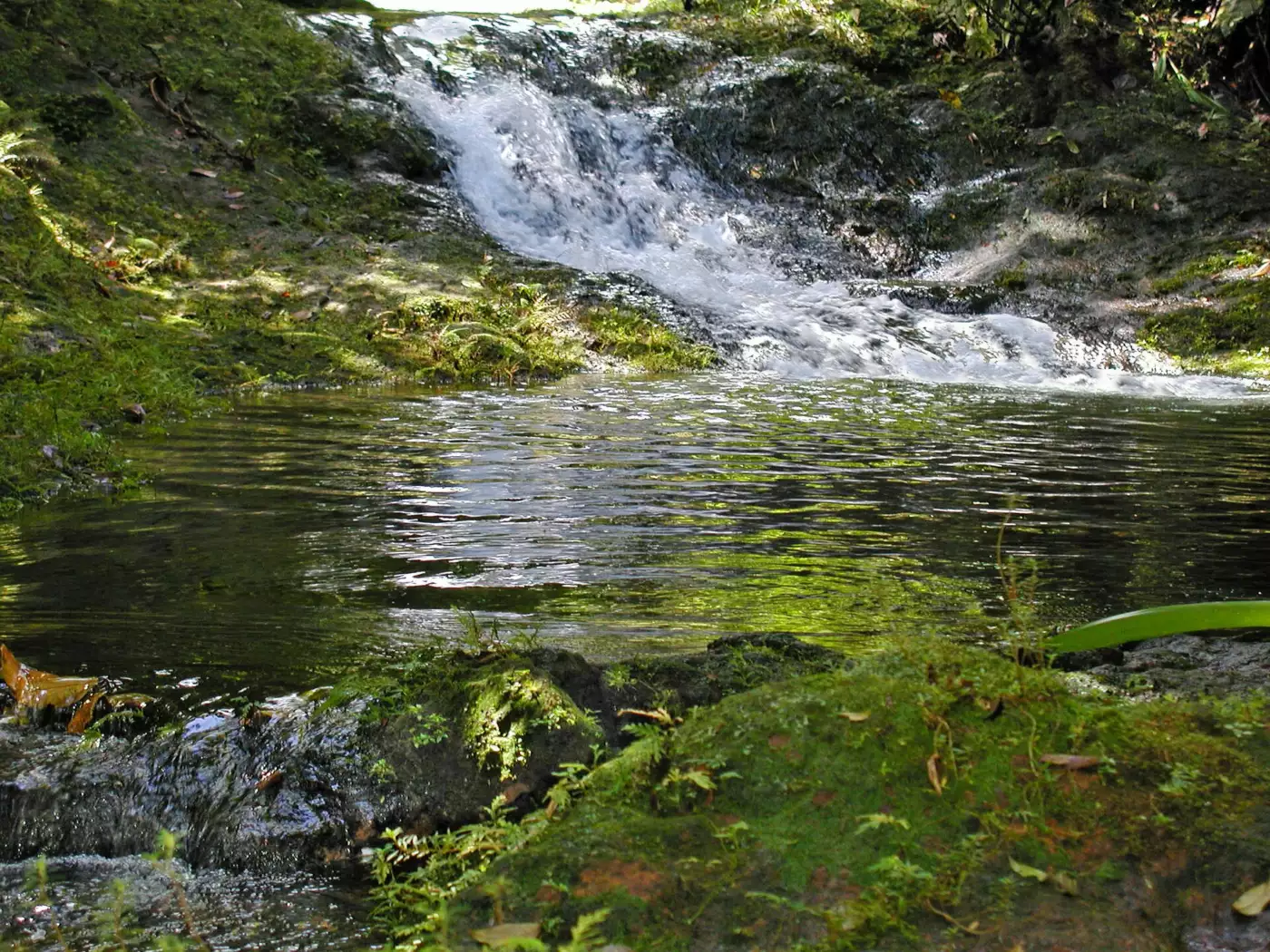 Le Grand Étang de Capesterre-Belle-Eau, plan d'eau calme cerné de forêt tropicale