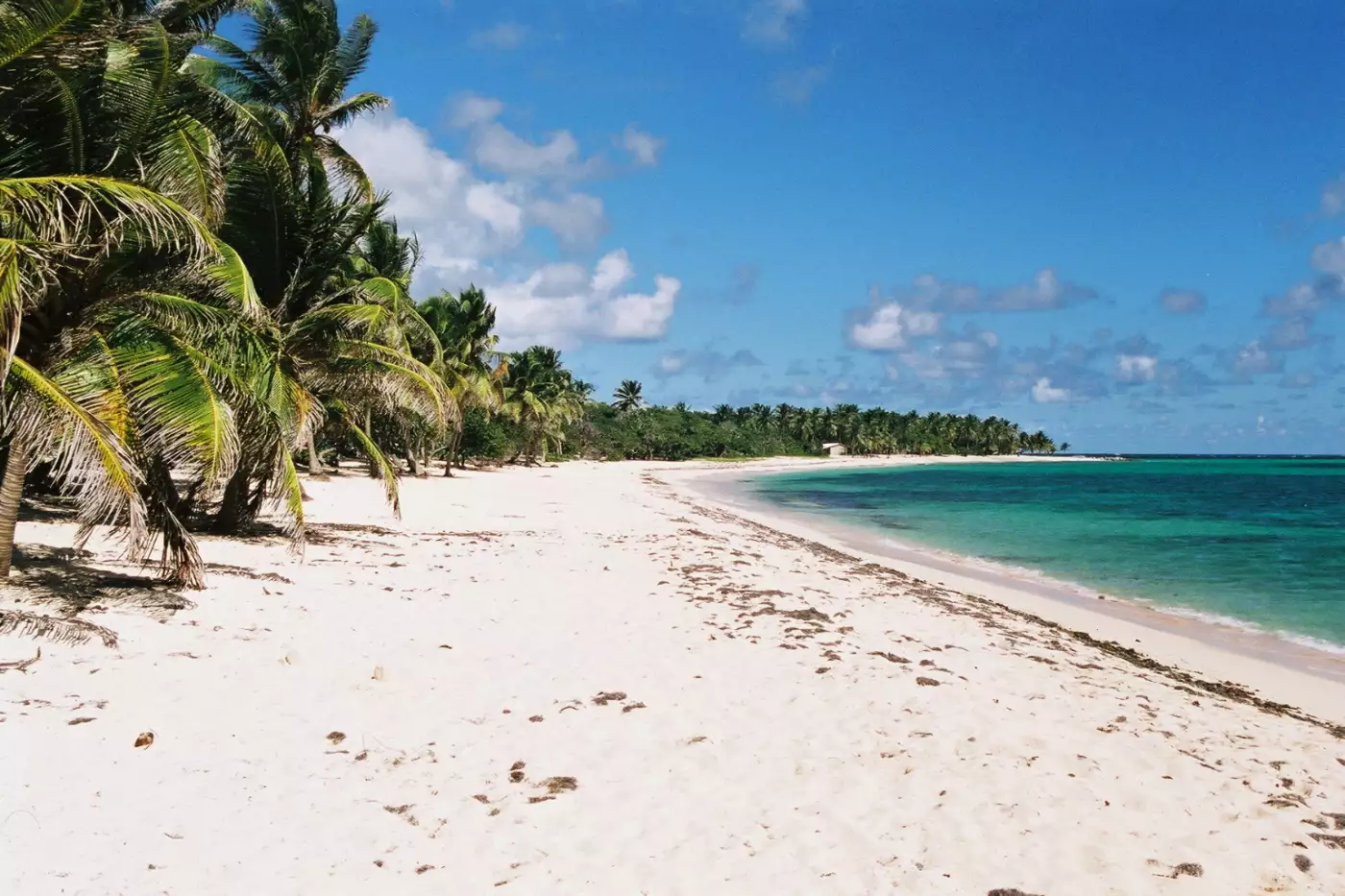 Longue plage de sable clair bordée de cocotiers devant un lagon turquoise