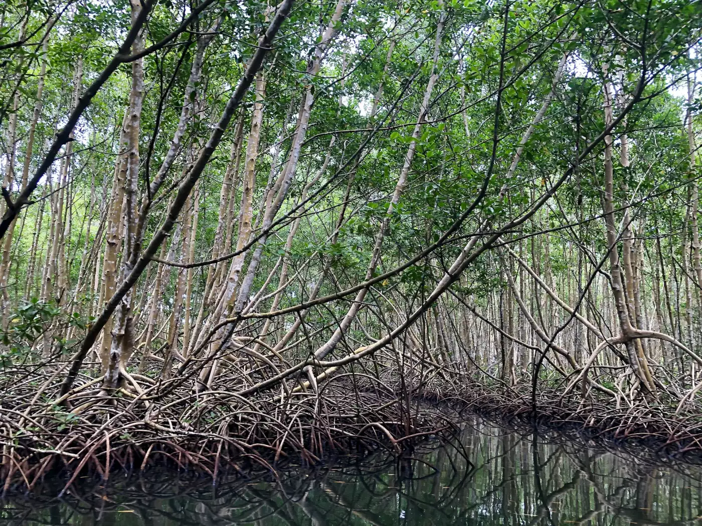 Palétuviers et racines de mangrove au bord d'une eau calme, à Sainte-Rose en Guadeloupe