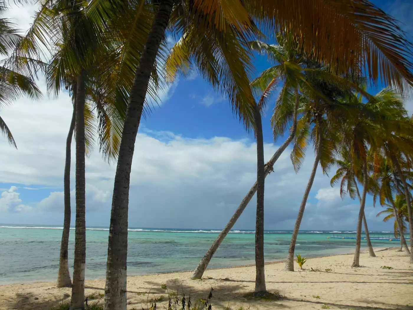 Plage à Fanfan à La Désirade, cocotiers penchés au-dessus d'une eau peu profonde