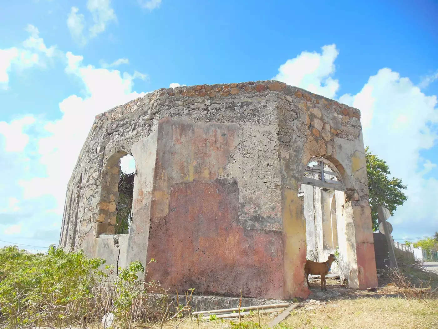 Ruines de la chapelle de l'ancienne léproserie de La Désirade gagnées par la végétation