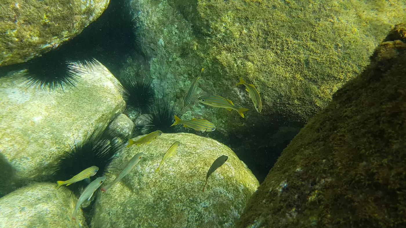 Poissons, oursins et coraux sur un fond marin de la réserve Cousteau, au large de Malendure