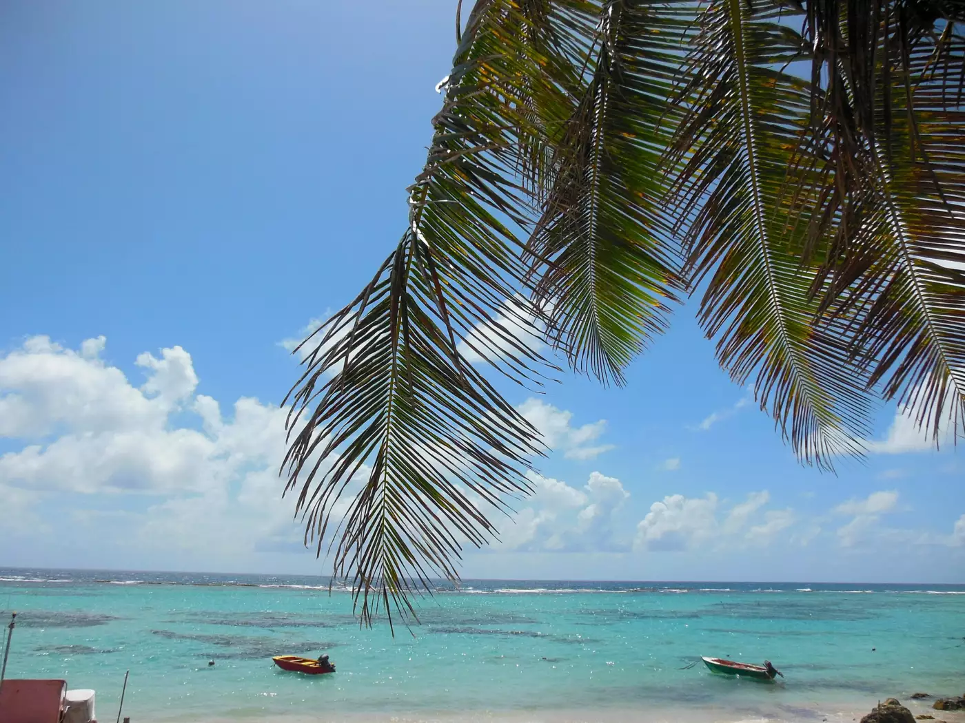 Plage du Souffleur à La Désirade, sable clair bordé de cocotiers et lagon calme