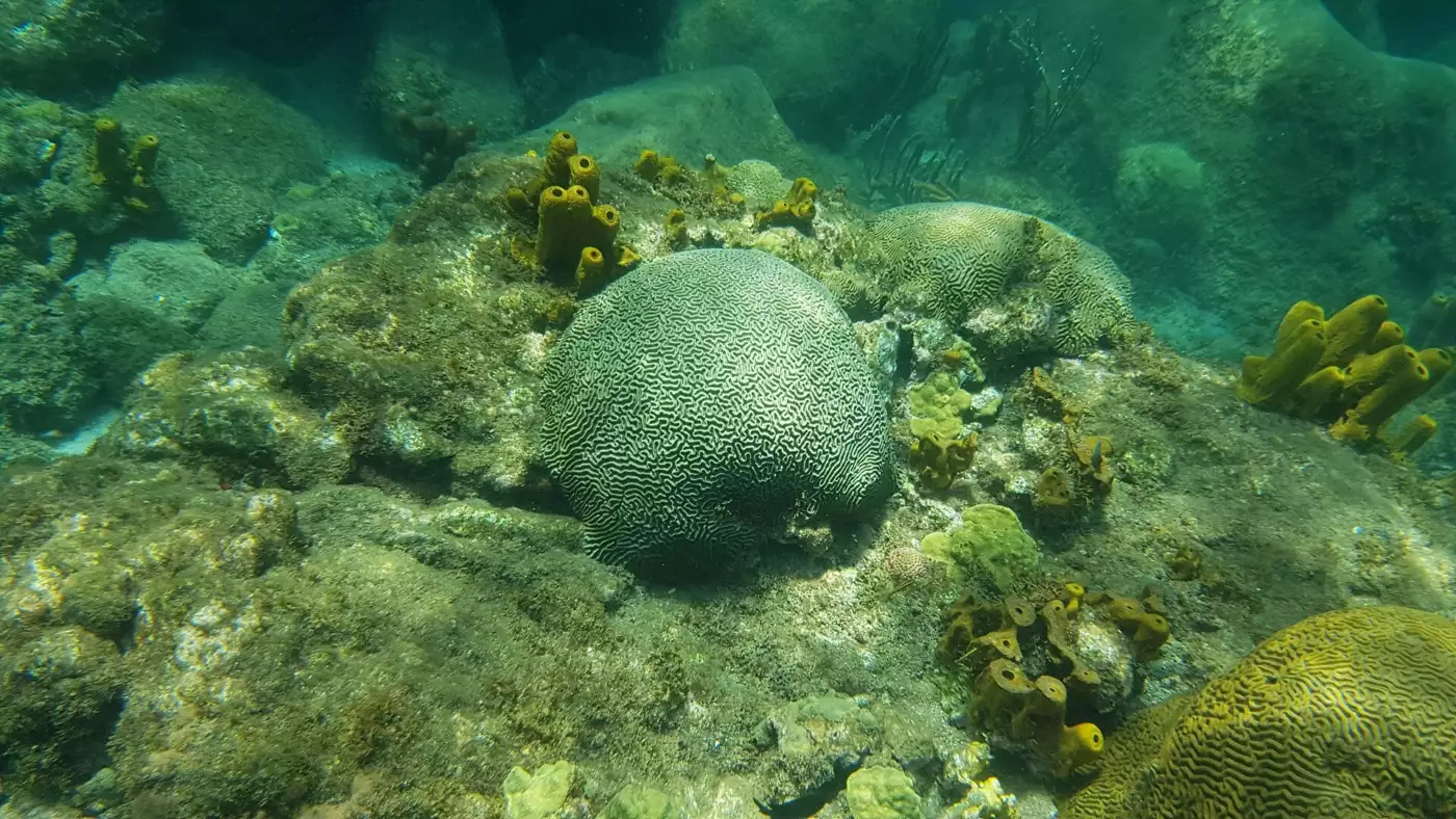 Coraux cerveau et éponges jaunes sur un fond marin de la réserve Cousteau, au large de Malendure
