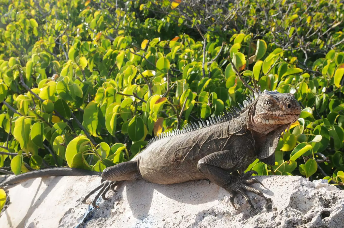 Iguane des Petites Antilles posé sur un rocher dans la réserve géologique de La Désirade