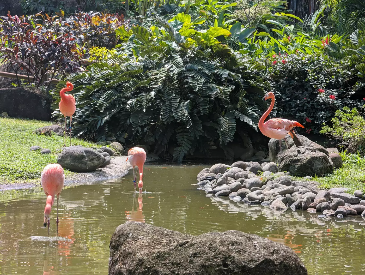 Flamants roses dans un bassin entouré de plantes tropicales au jardin botanique de Deshaies