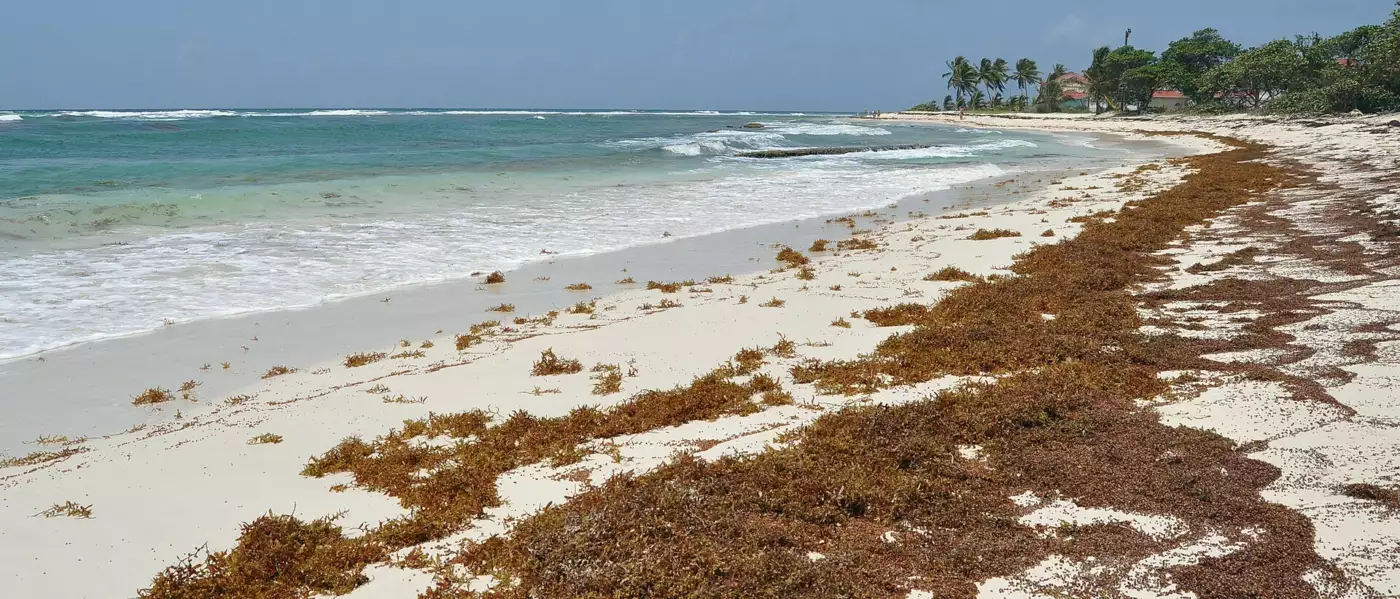 Cordons de sargasses brunes échouées sur une plage de sable blanc en Guadeloupe, cocotiers en arrière-plan