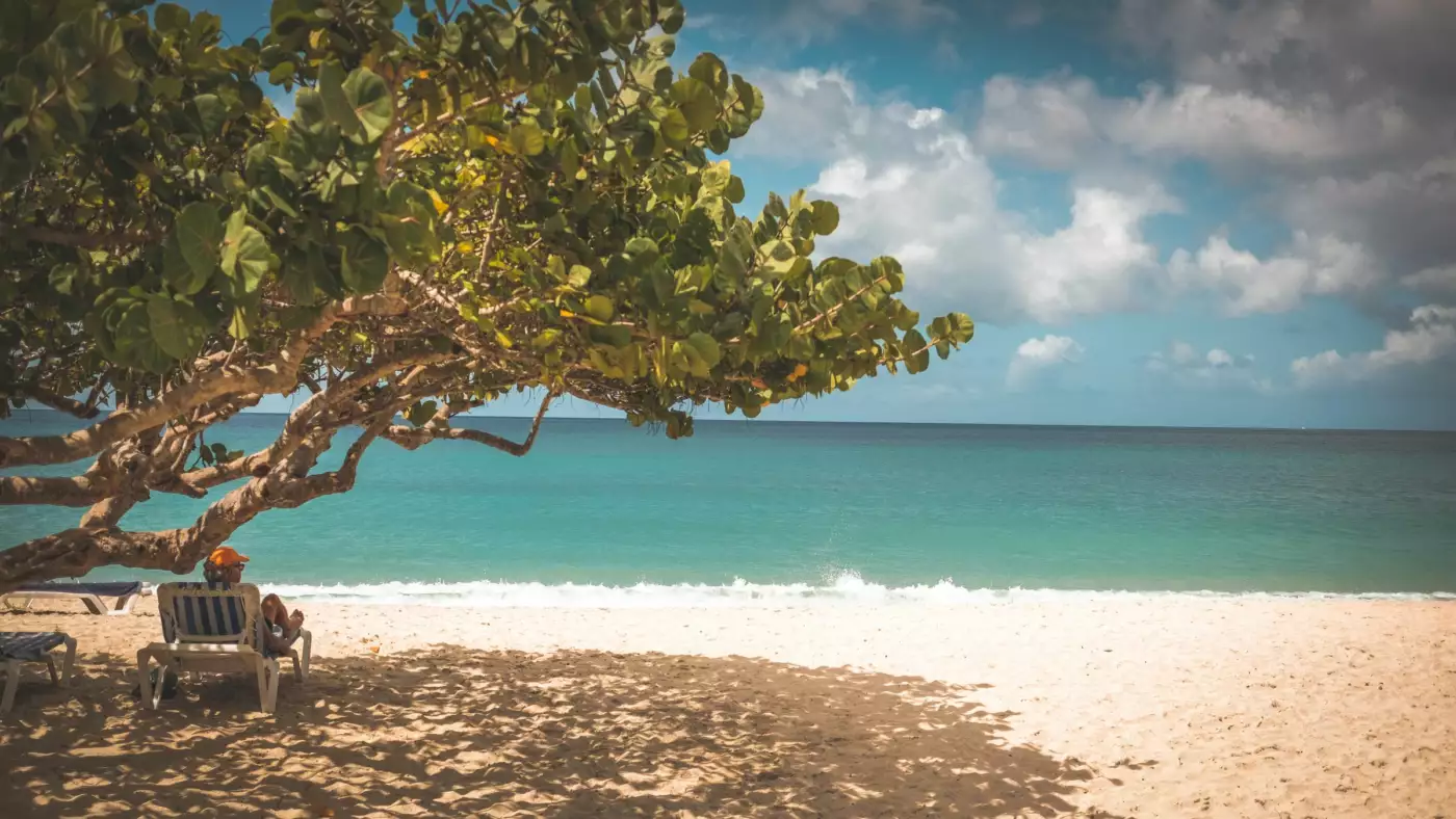 Vacanciers installés à l'ombre d'un grand arbre au bord d'une plage des Caraïbes