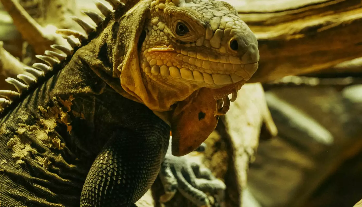 Iguane des Petites Antilles posé sur des branches, écailles grises et vertes