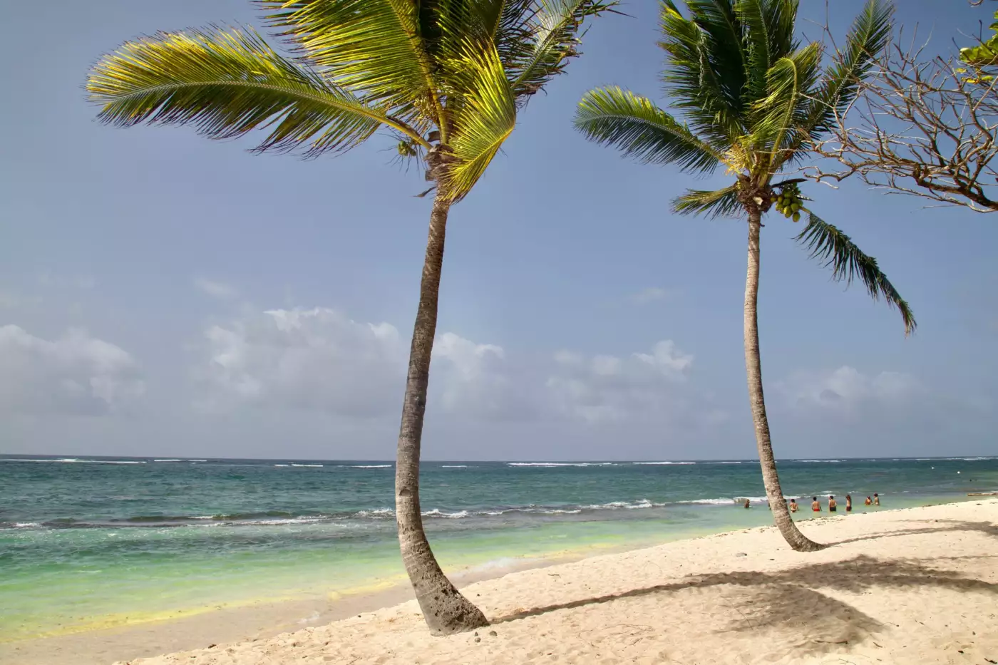 Plage de sable clair bordée de palmiers face à une mer turquoise, dans les Caraïbes