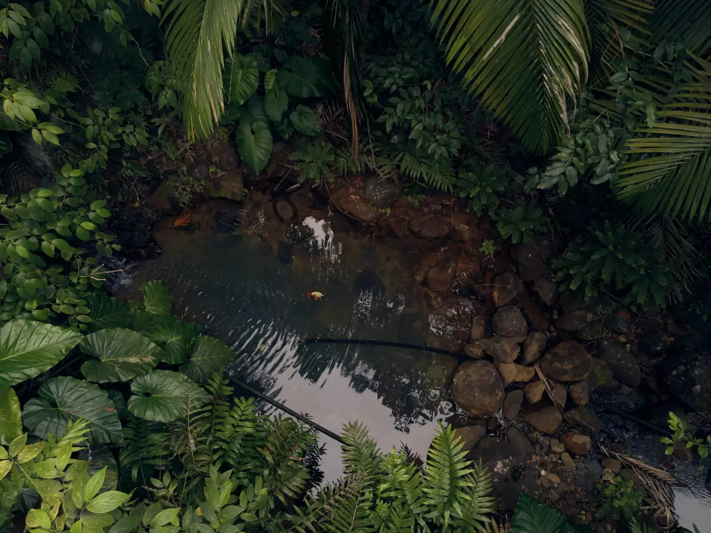 Rivière tropicale coulant entre rochers et végétation dense, en Guadeloupe