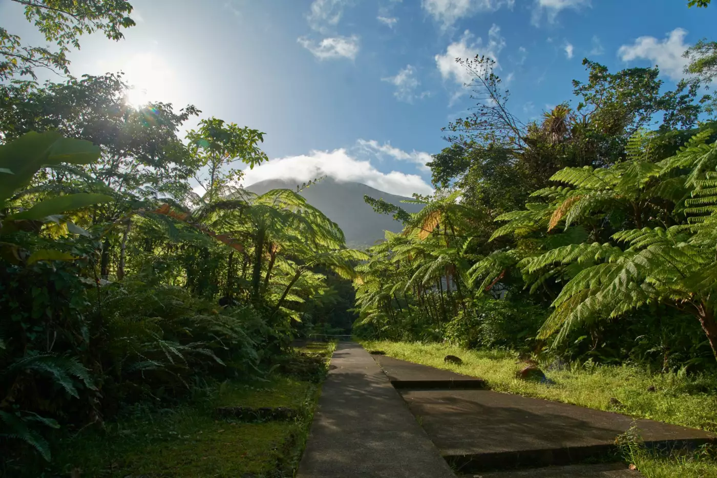 Sentier ensoleillé sous la végétation luxuriante d'une forêt de Guadeloupe