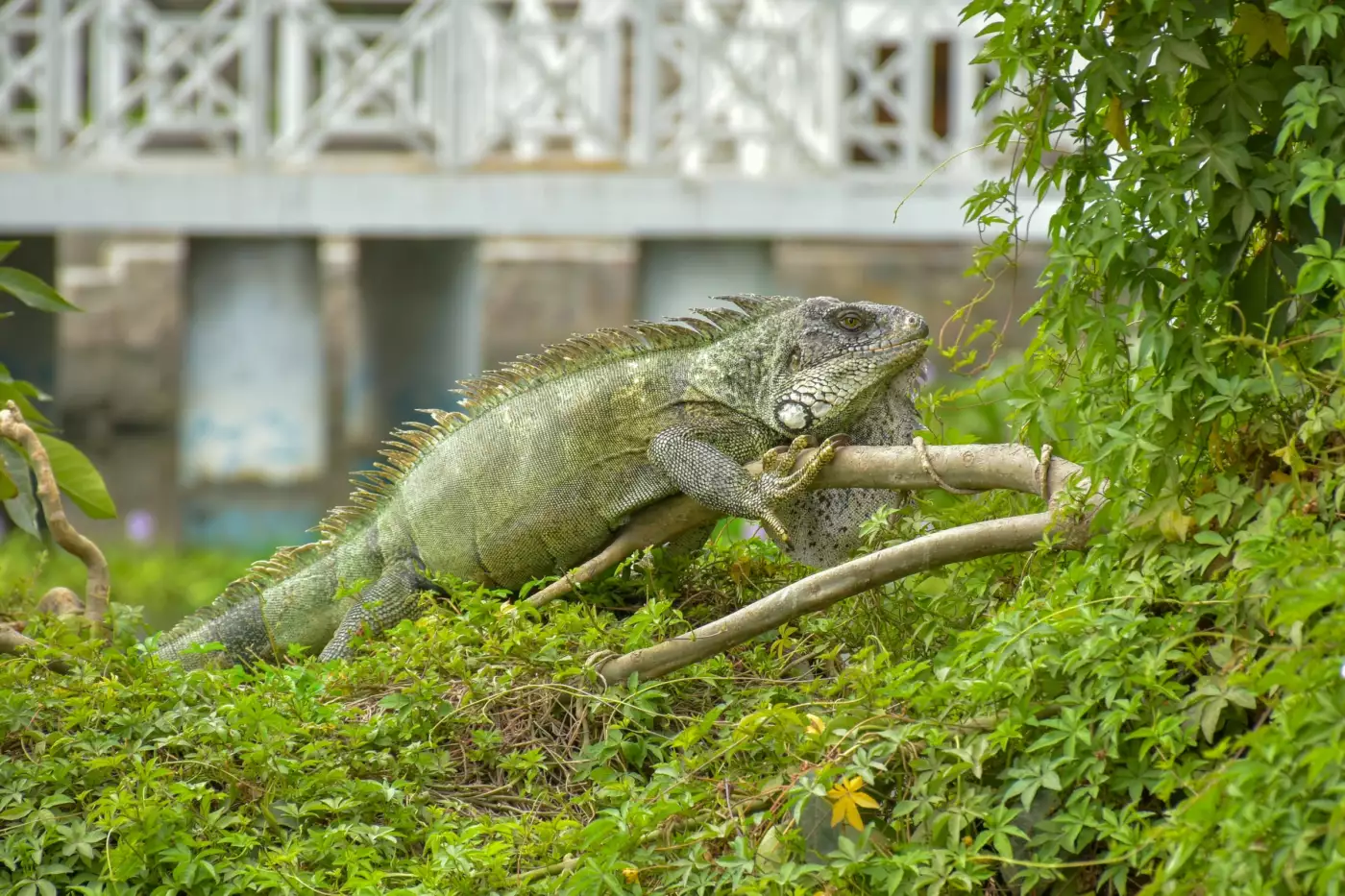Iguane vert immobile sur une branche, entouré de feuillage