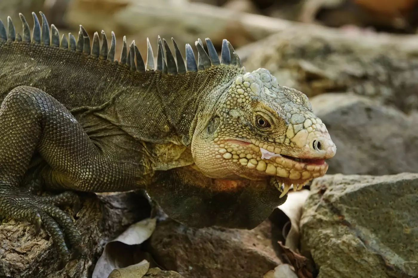 Iguane des Petites Antilles progressant sur un sol rocheux