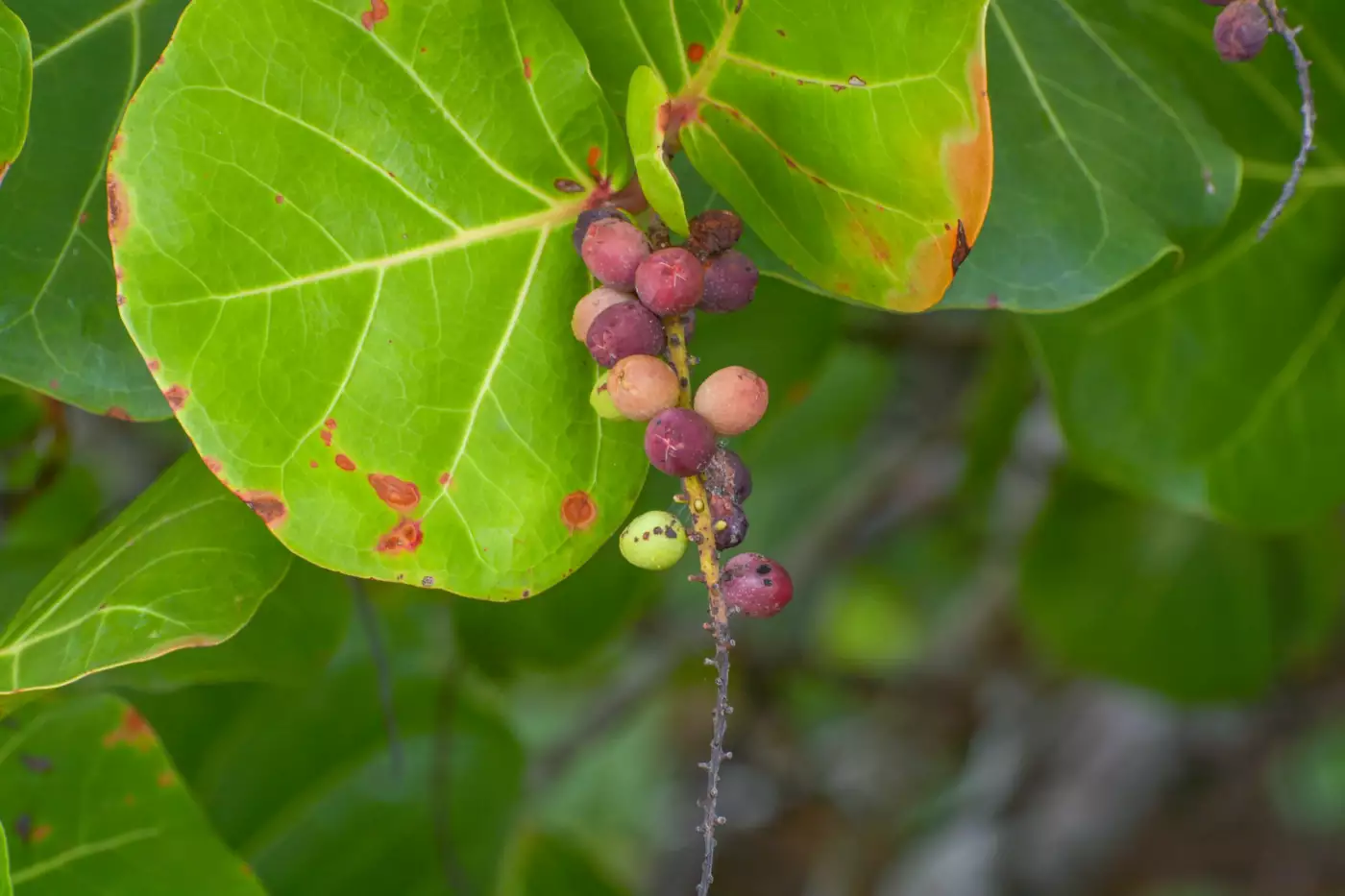 Grappes de raisins de mer verts sur les feuilles rondes d'un raisinier bord de mer