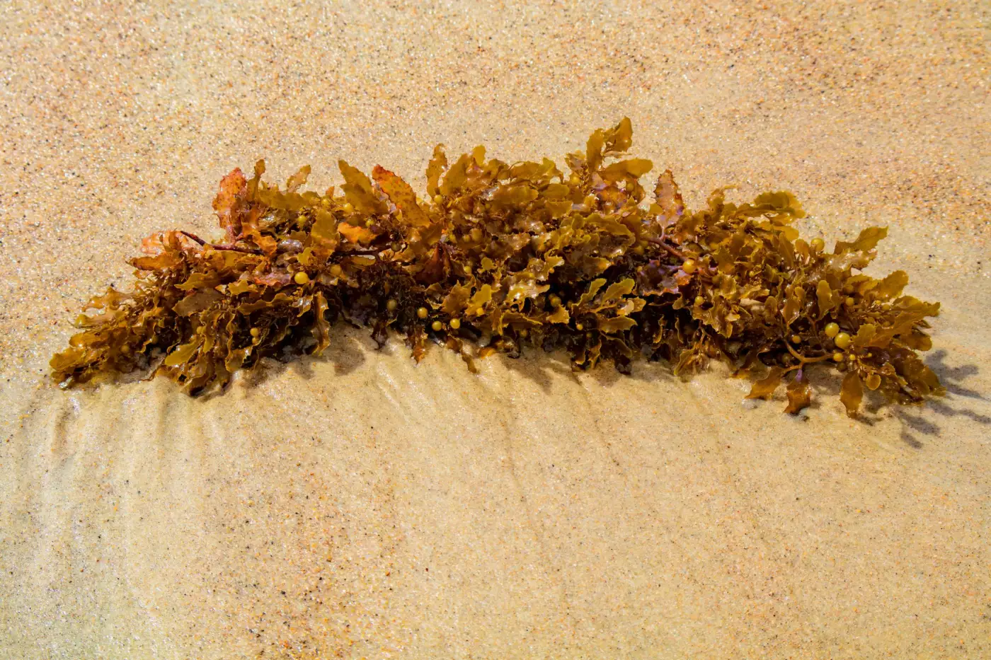 Cordon de sargasses fraîchement échouées, encore dorées, sur une plage de sable