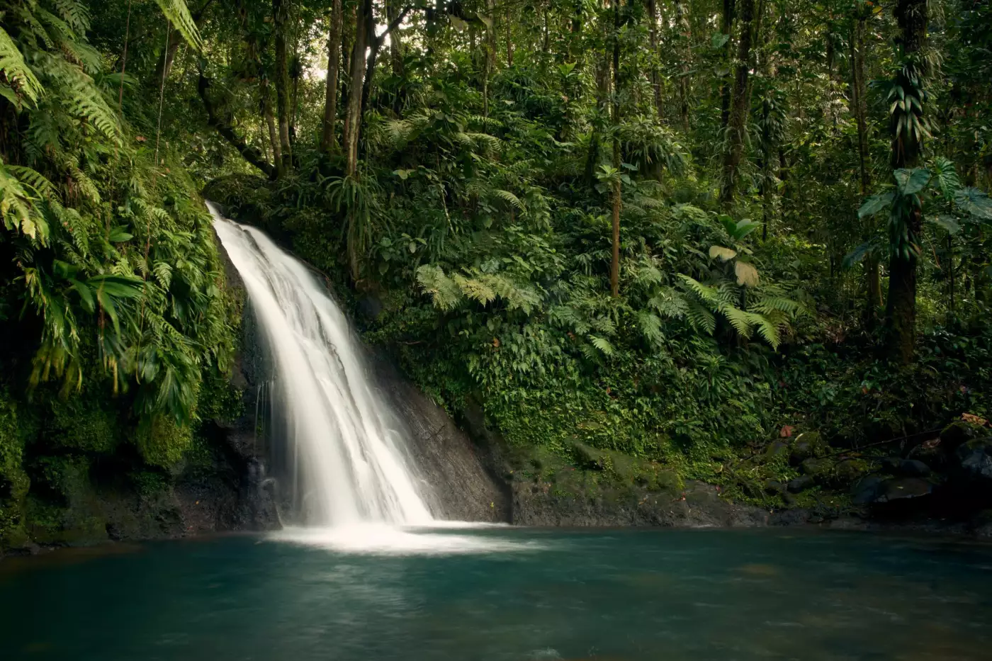 Cascade au milieu de la végétation dense de la forêt tropicale de Basse-Terre, en Guadeloupe