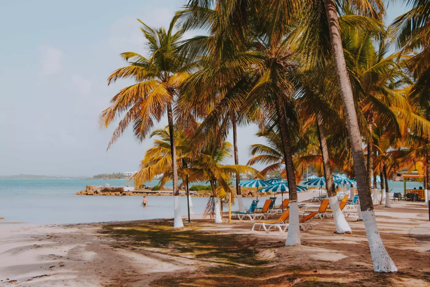 Plage de sable clair bordée de cocotiers avec transats et parasols en Guadeloupe