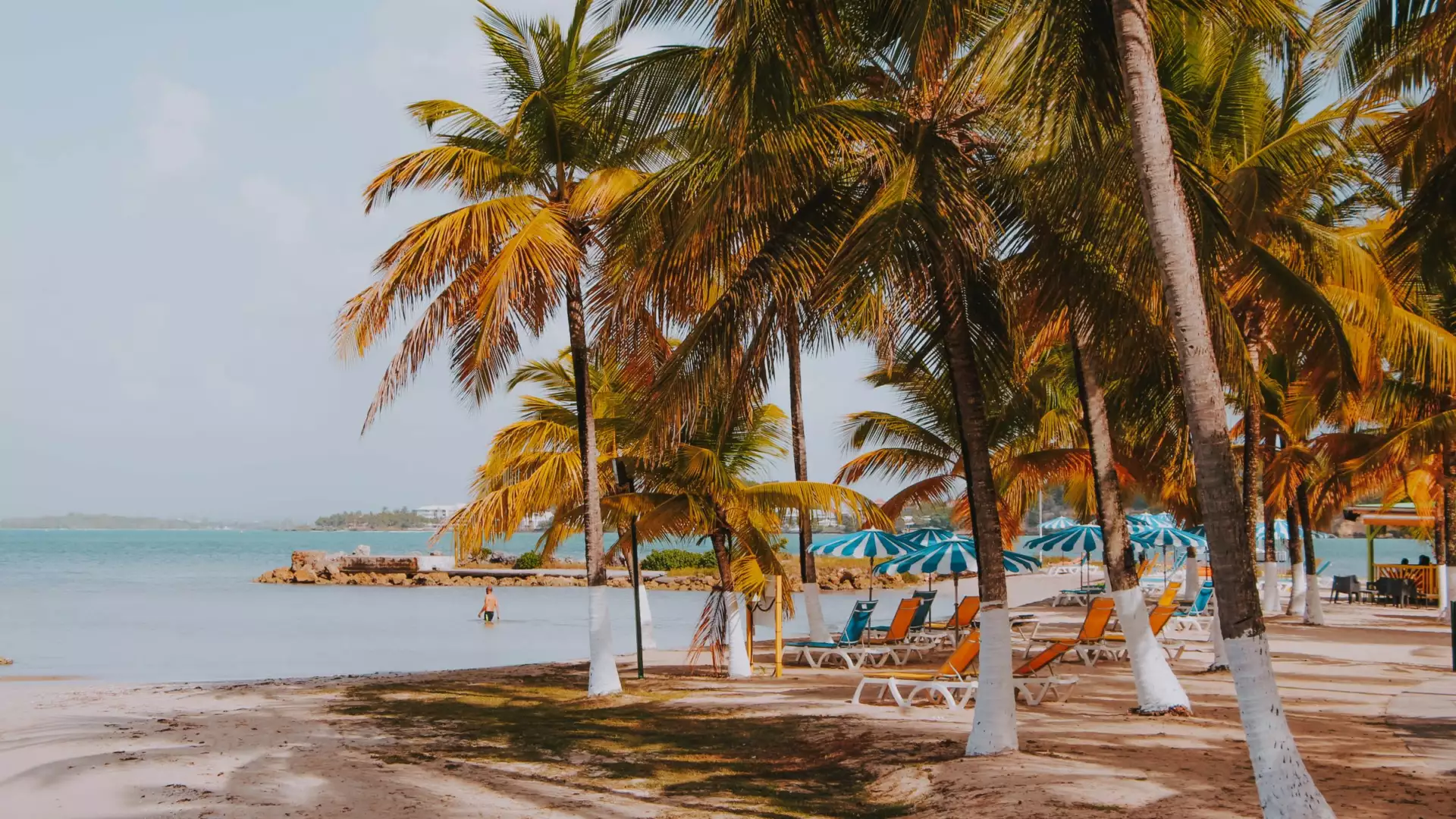Plage bordée de cocotiers et transats en Guadeloupe