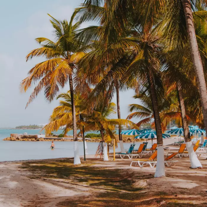 Plage bordée de cocotiers et transats en Guadeloupe