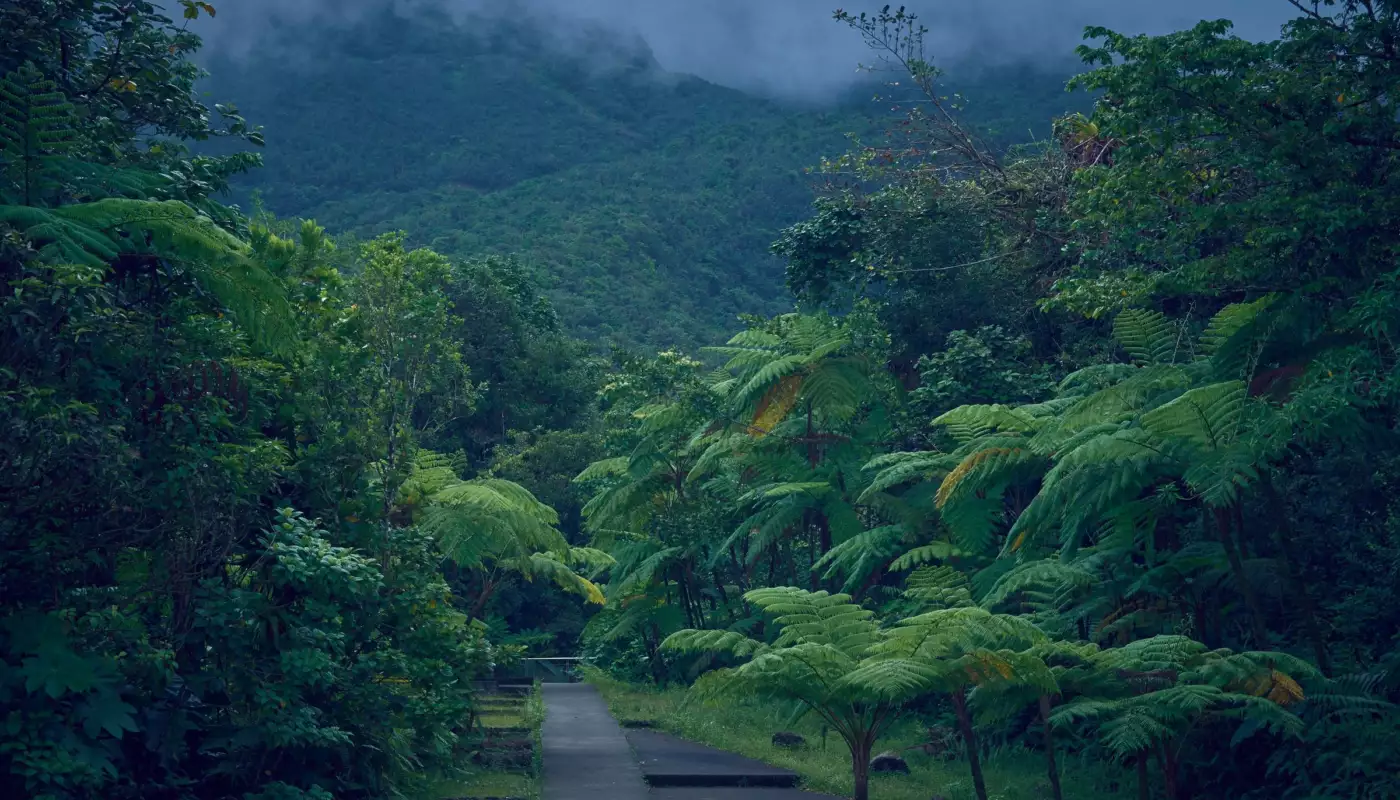 Chemin de randonnée bordé de végétation luxuriante dans les montagnes brumeuses de Basse-Terre, en Guadeloupe
