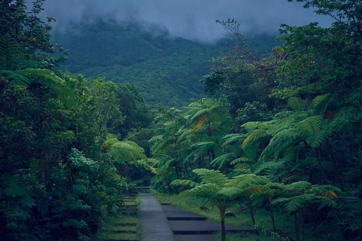 Sentier bordé de végétation tropicale dans les montagnes embrumées de la Guadeloupe