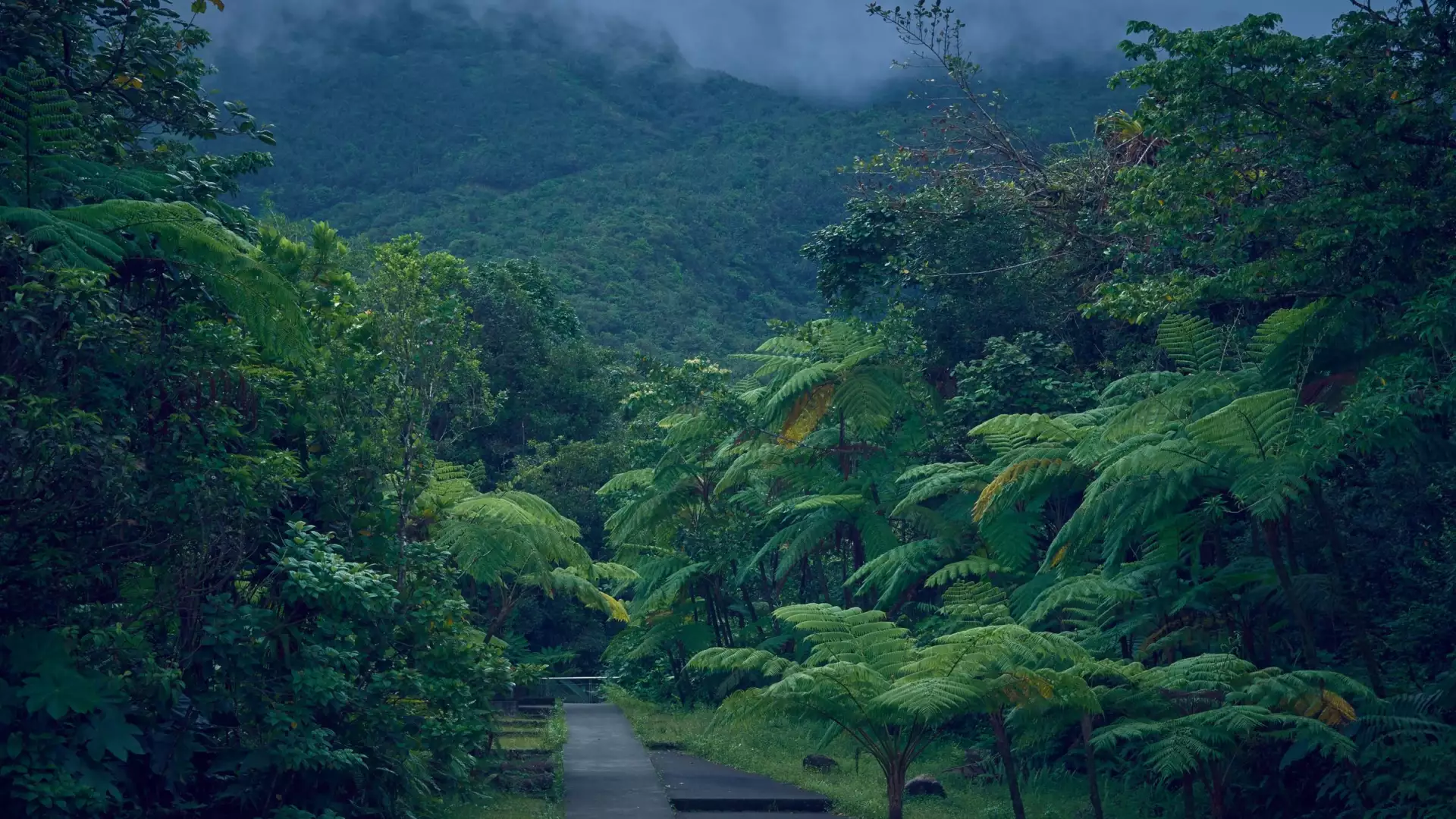 Chemin de randonnée bordé de végétation luxuriante dans les montagnes brumeuses de Basse-Terre, en Guadeloupe