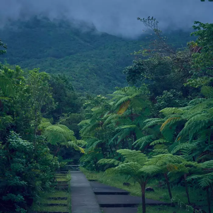 Chemin de randonnée bordé de végétation luxuriante dans les montagnes brumeuses de Basse-Terre, en Guadeloupe